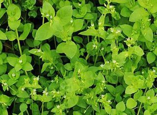How to use Chickweed