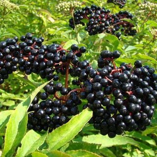 Elderberry Plants - Organic