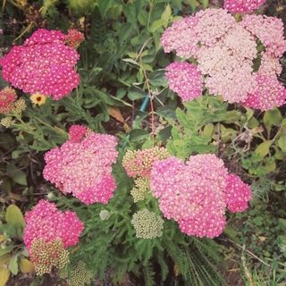 Pink Yarrow Plants - Organic