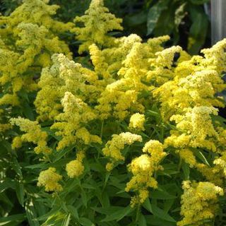 Goldenrod Plants - Organic
