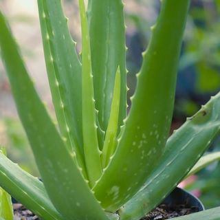 Aloe Vera plants - organic