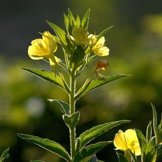 Evening Primrose Plants - Organic