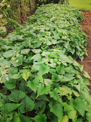 Benefits of Edible Kumara (Sweet Potato) Leaves