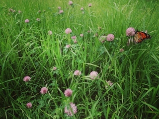 Red Clover Benefits - Get them before the cows do!