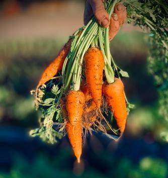 Sowing carrots (or any small seed) using the gloop method