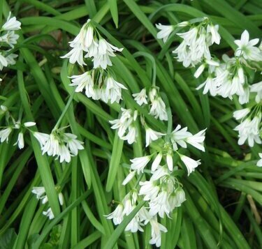 Edible Onionweed