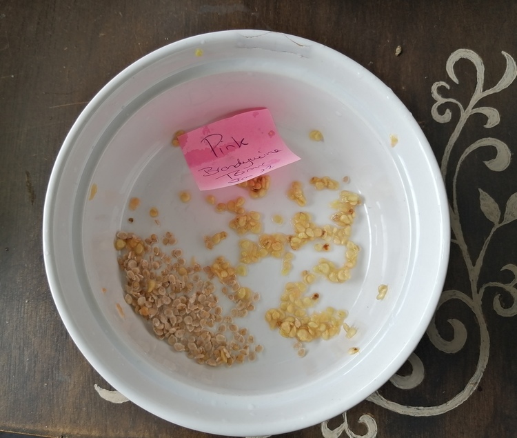 Drying tomato seeds