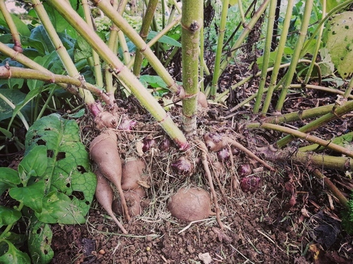 Yacon Root - North American Herb & Spice