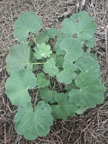 Lady's Mantle Plants