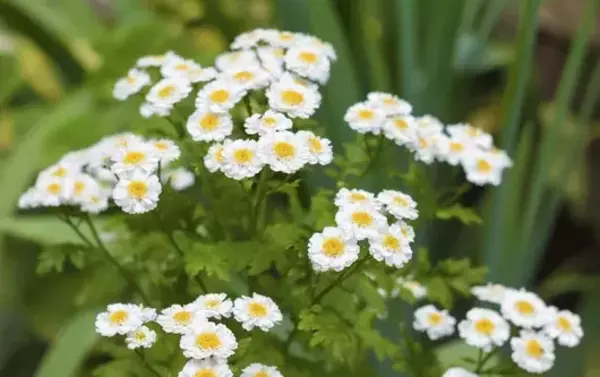 Pyrethrum Herb Plants | Kailash Herbs