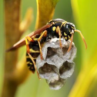 Herbs for Wasp & Bee Stings