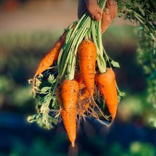 Sowing carrots (or any small seed) using the gloop method