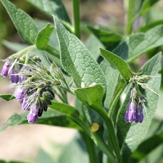 Organic Dried Comfrey