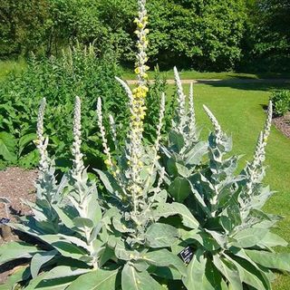 Organic Dried Mullein Tea