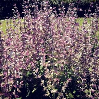 Clary Sage Plants