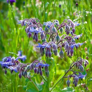 Borage Plants