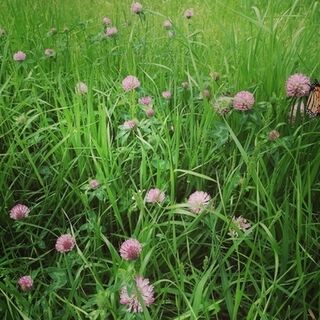 Organic Dried Red Clover Tea