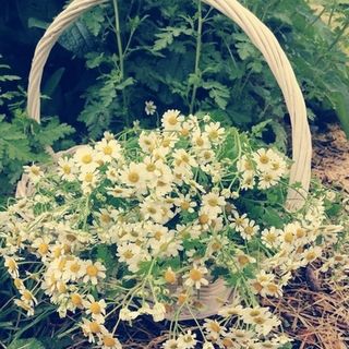 Feverfew Tincture