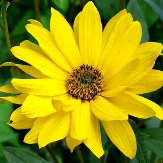 Arnica plants