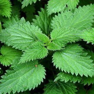 Nettle Tincture