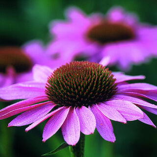Echinacea Tincture