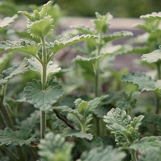 Organic Dried Catnip